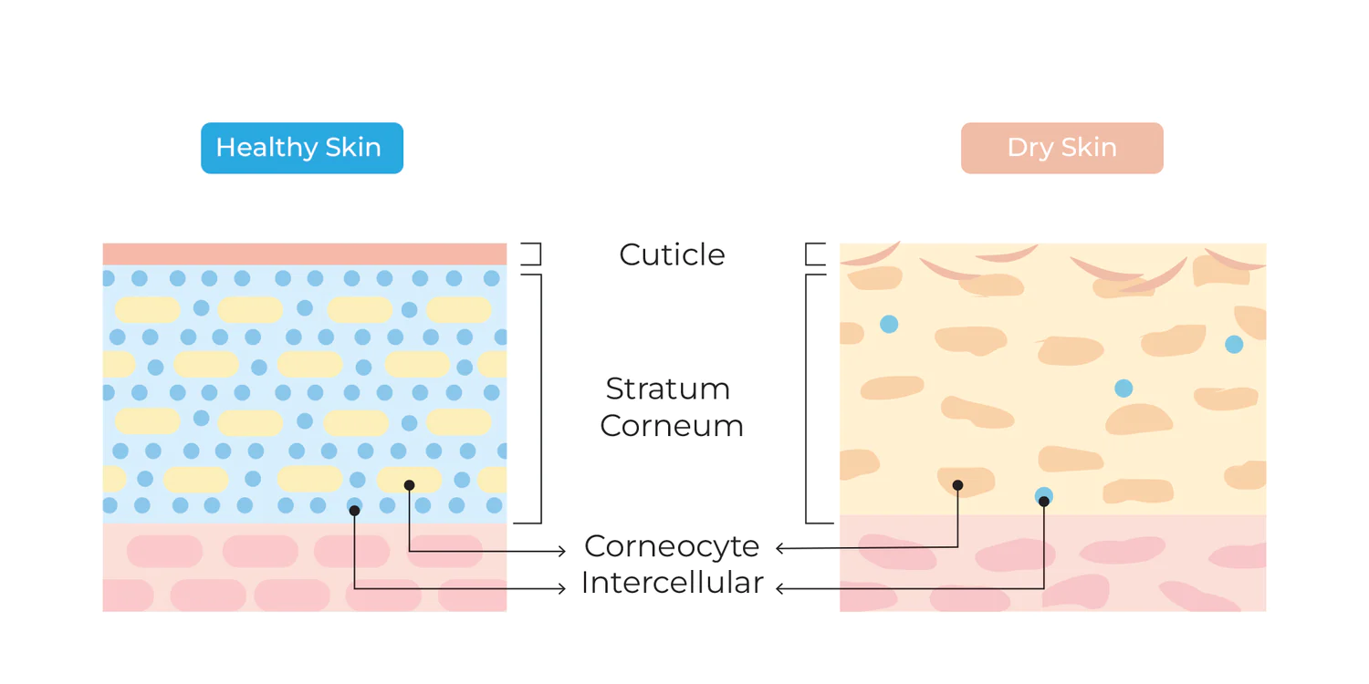 Demystifying Ceramides – Key to Strong & Moisturized Skin Barrier
