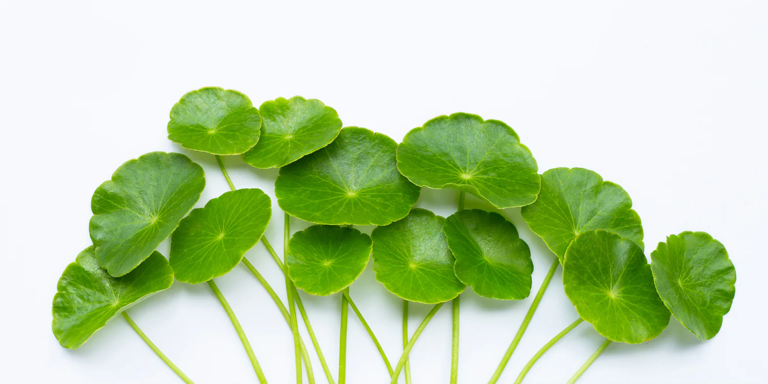 Ingredient Spotlight: CICA